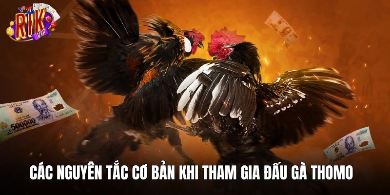 Các nguyên tắc cơ bản khi tham gia đấu gà Thomo