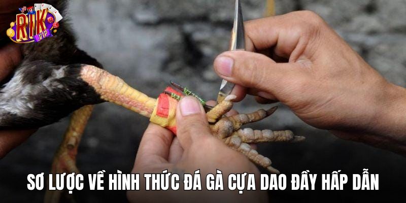 Sơ lược về hình thức đá gà cựa dao đầy hấp dẫn